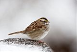 White-throated Sparrowborder=